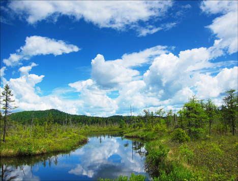 Adirondack Wetlands:  Barnum Bog from the Boreal Life Trail boardwalk
